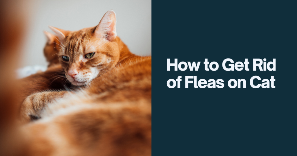 fleas on cat