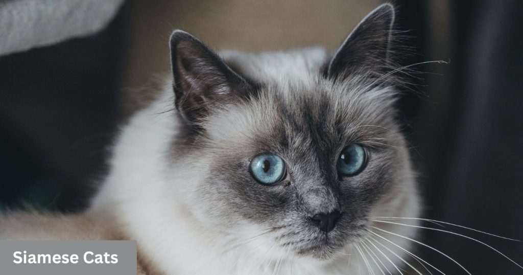 How long do indoor Siamese cats live