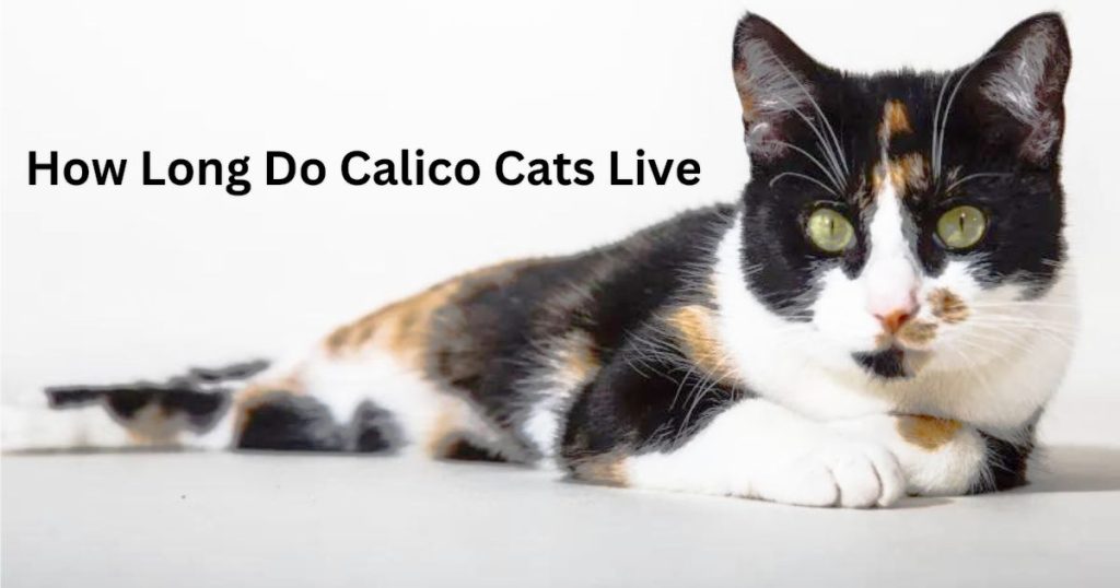 How long do indoor calico cats live