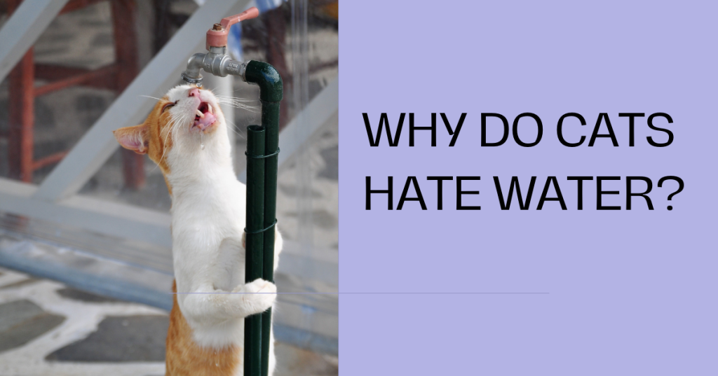 cats hate water